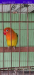 Love bird